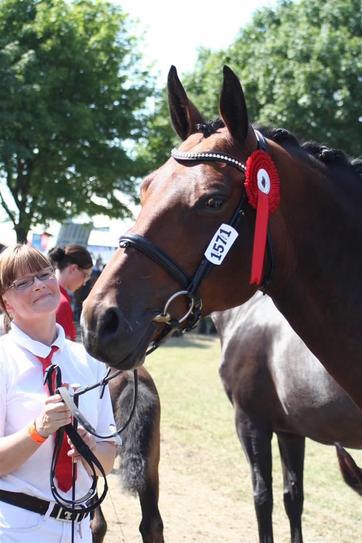 Oldenborg Jaqueline vaseskov - Jaqueline fløj 24 p. + ærespræmie på Roskilde dyrskue 2008 billede 8