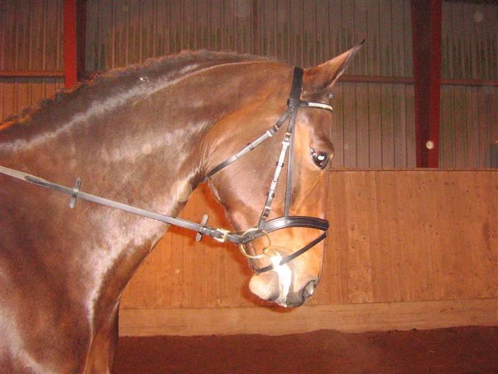 Oldenborg Jaqueline vaseskov - Klubmester dressur AAGS 2006 billede 10