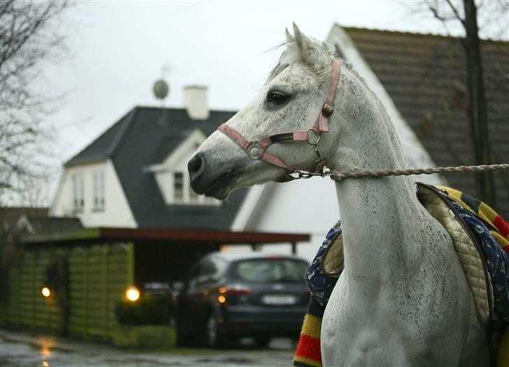 Anden særlig race Hovmarkens Lollipop R.I.P 11.12.13 - nr 5. en meget tændt Lolli til stævne januar 2008. Foto Michael Holst billede 5