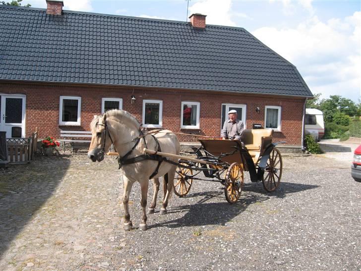 Fjordhest Luci (Morfars) billede 6