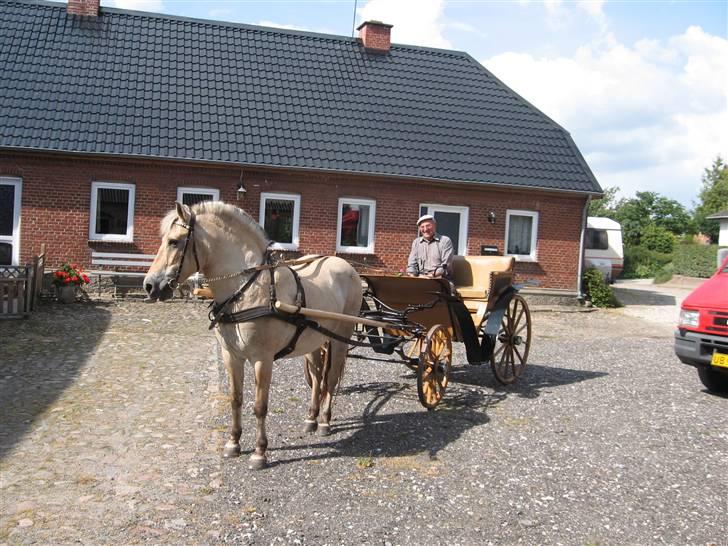 Fjordhest Luci (Morfars) billede 7