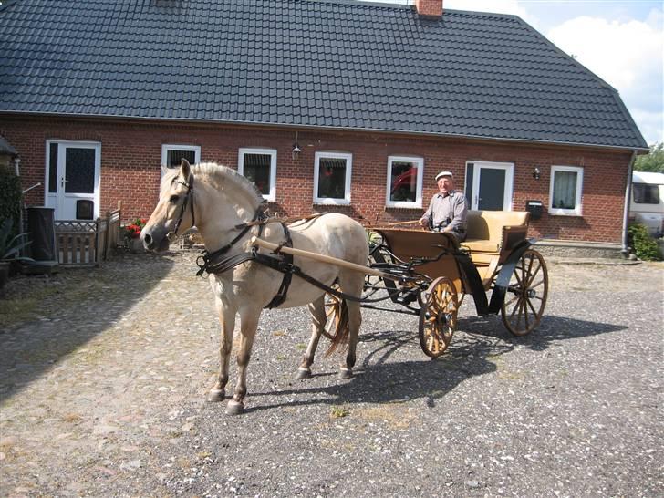 Fjordhest Luci (Morfars) billede 8