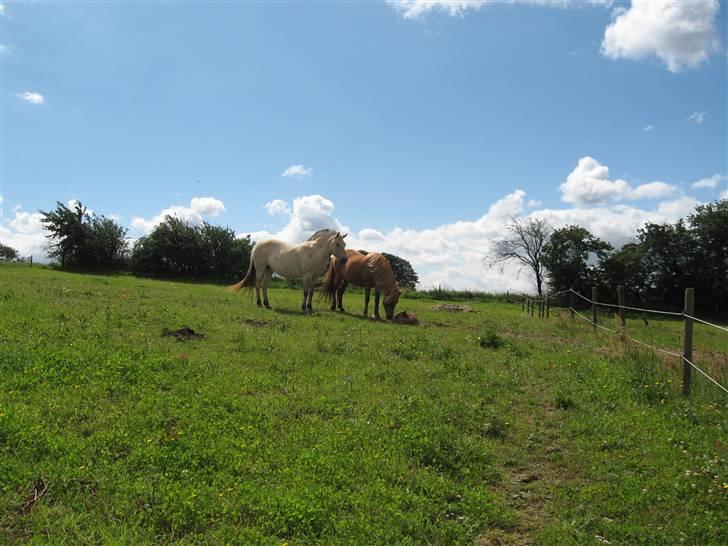 Fjordhest Luci (Morfars) billede 9