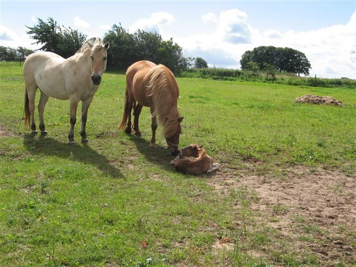 Fjordhest Luci (Morfars) billede 10