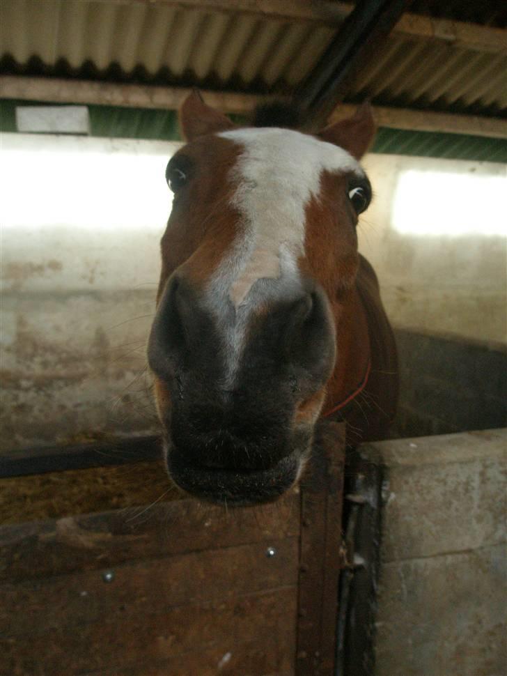 Dansk Varmblod Tequila ~SOLGT~R.I.P - Gi mig en gulerød..... Nu...... billede 7