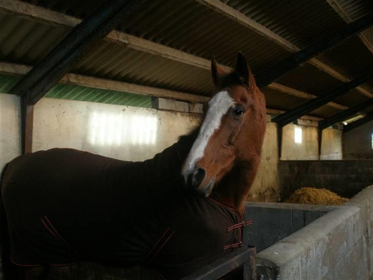 Dansk Varmblod Tequila ~SOLGT~R.I.P billede 8