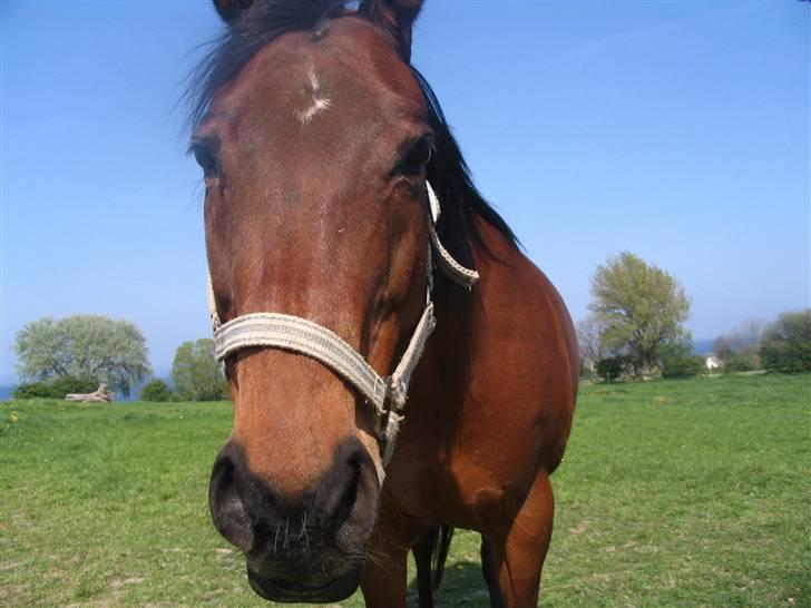 Fuldblod (XX) Why Me - R.I.P <3 billede 19