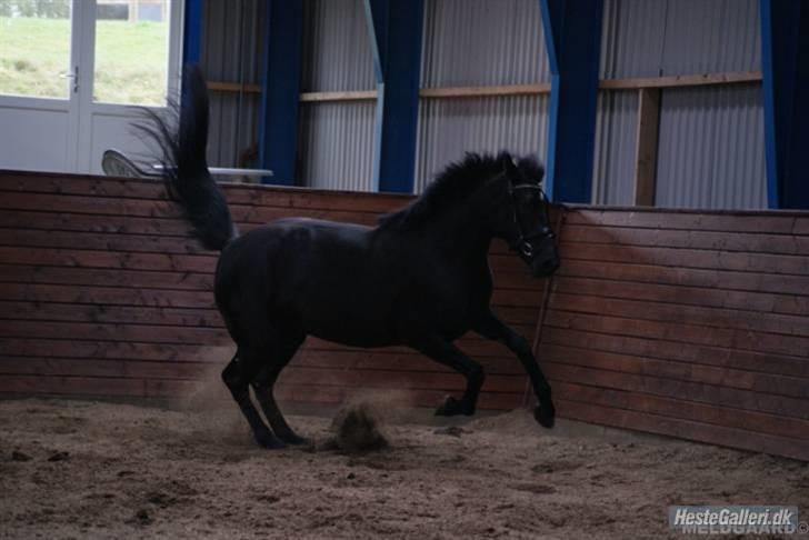 Knabstrupper Majco' Thunder Coffee - Fotograf: Line Meldgaard ! billede 13