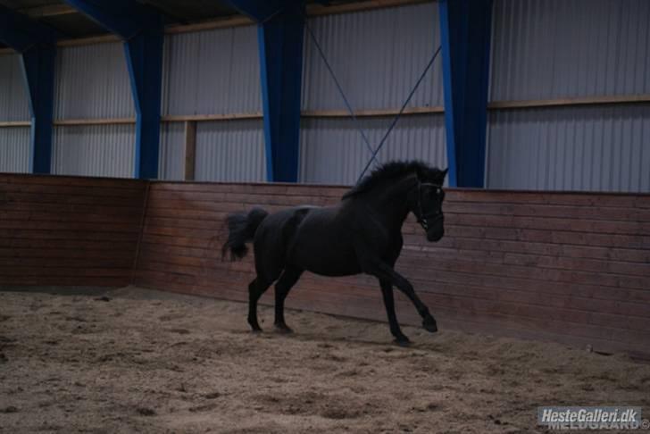 Knabstrupper Majco' Thunder Coffee - Fotograf: Line Meldgaard ! billede 14