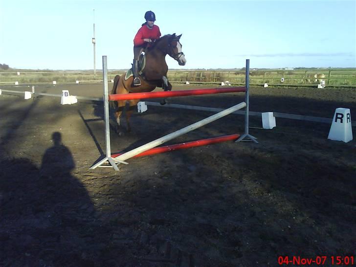 Arabisk fuldblod (OX) Stuntwan Miss you /Solgt/ - springer 110 cm. han river ikk ned. hii billede 14