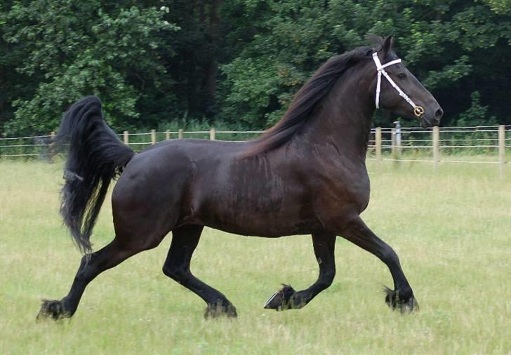 Frieser Jella (<Tidl.hest) billede 1