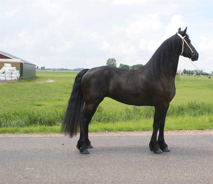 Frieser Jella (<Tidl.hest) billede 2