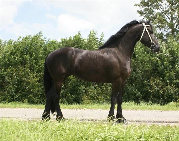 Frieser Jella (<Tidl.hest) billede 5