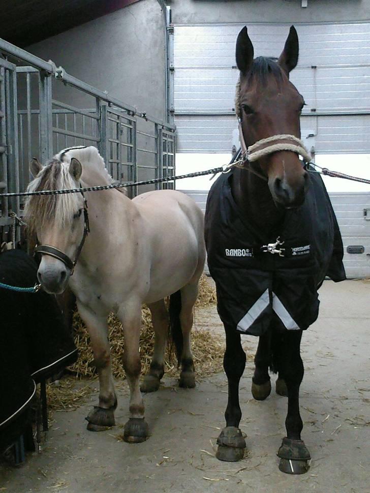 Oldenborg Jaqueline vaseskov - Jaqueline og min søsters pony Kastanjegårdens Nick billede 11