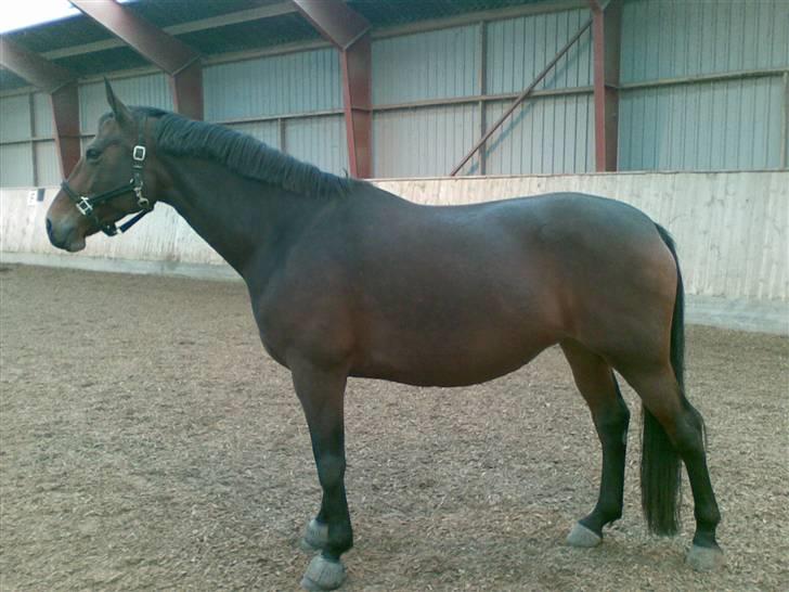 Oldenborg Jaqueline vaseskov - 6. Nov 07 Man er ikke i tvivl om hun er i fol hva´? Termin sidst i marts 08 billede 12