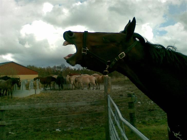 Oldenborg Jaqueline vaseskov - Gaab billede 13