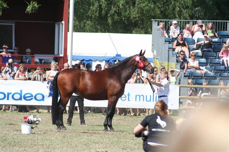 Oldenborg Jaqueline vaseskov - Jaqueline fløj 24 p. + ærespræmie på Roskilde dyrskue 2008 billede 14