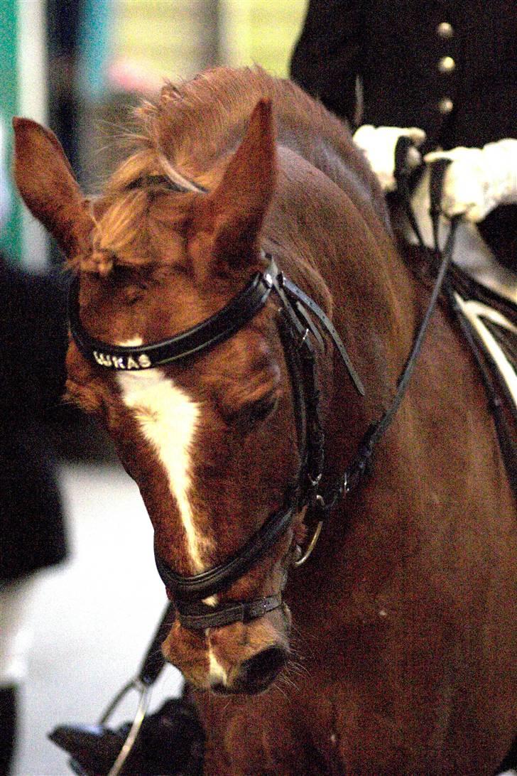 Anden særlig race Lukas - lukas, alles drøm !! billede 20