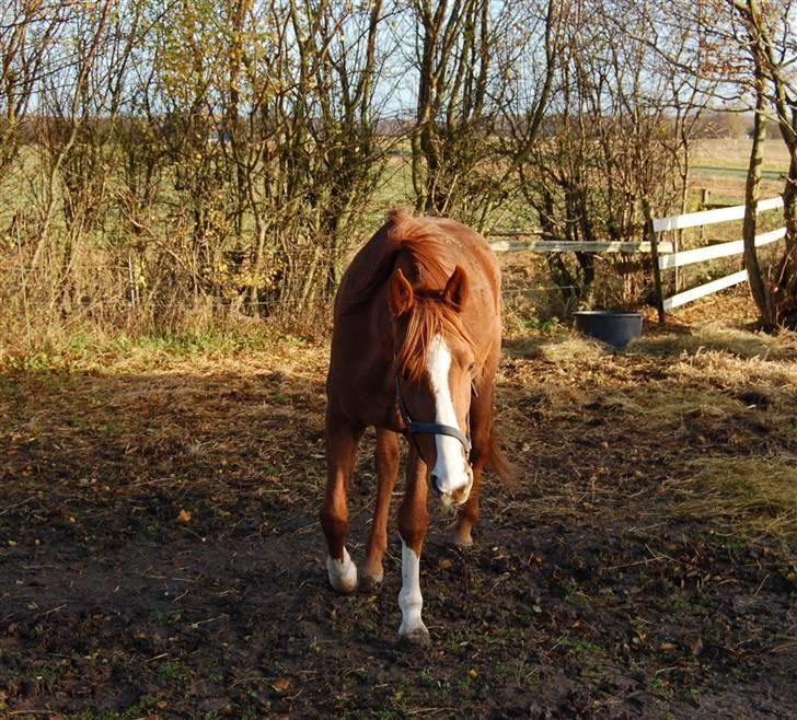 Traver Junker billede 6