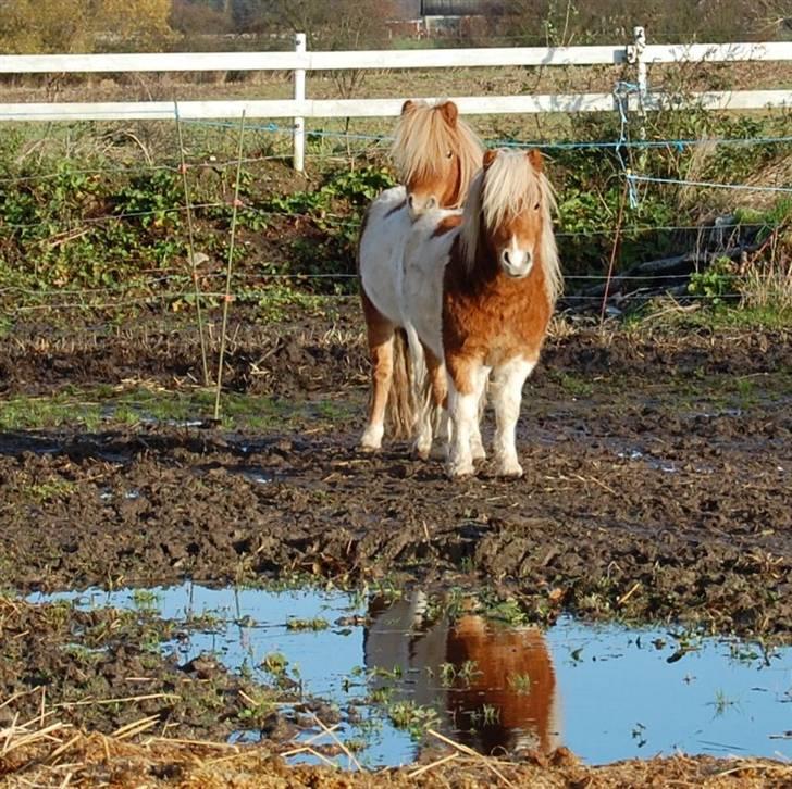 Shetlænder Tarzan billede 12