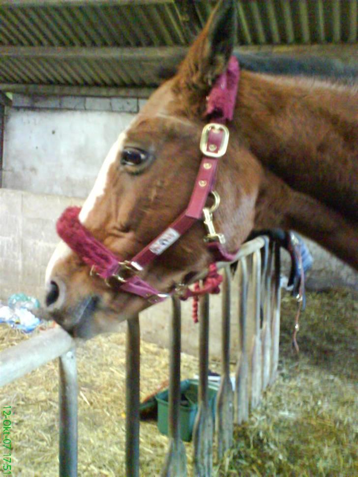 Dansk Varmblod Tequila ~SOLGT~R.I.P - Jeg ligner da ikk et æsel =o) billede 9