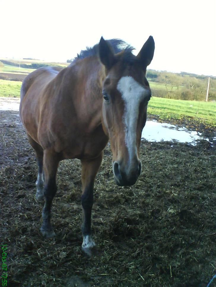 Dansk Varmblod Tequila ~SOLGT~R.I.P billede 10