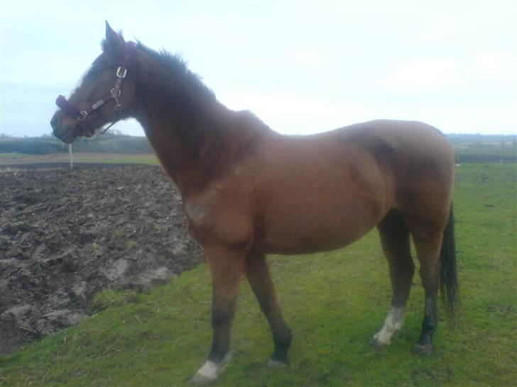 Dansk Varmblod Tequila ~SOLGT~R.I.P billede 11