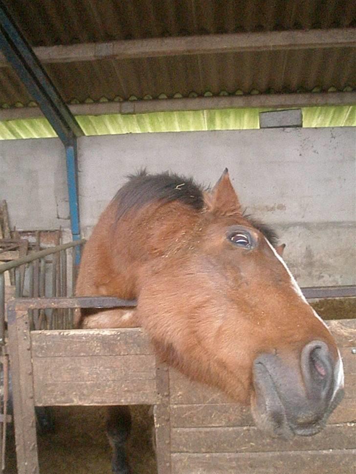 Dansk Varmblod Tequila ~SOLGT~R.I.P billede 12