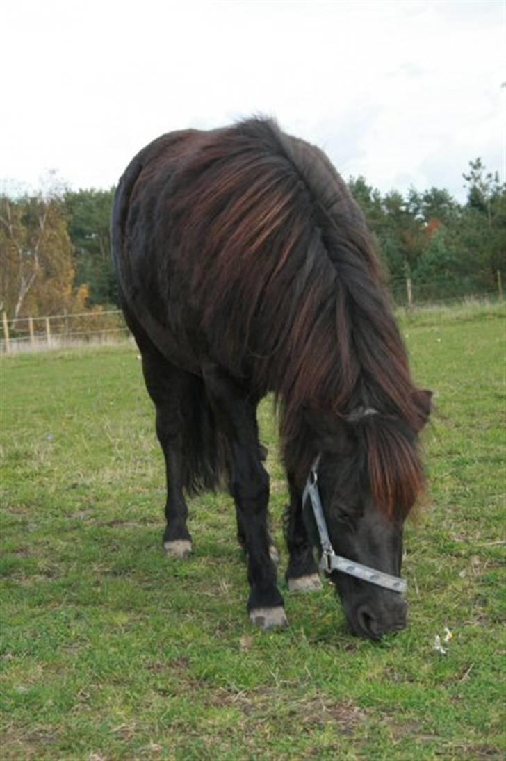 Shetlænder Møllegårdens Jedi - Endnu et fldbillede (6 nov.07) billede 5