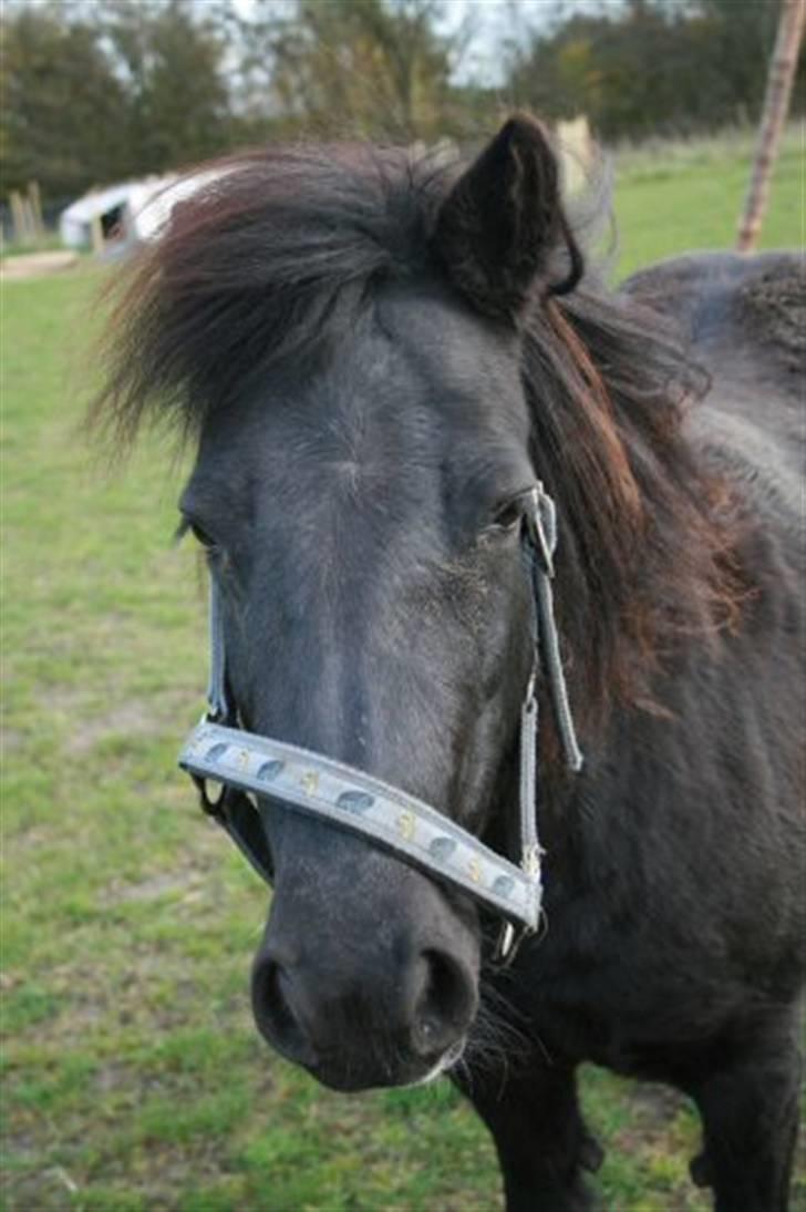 Shetlænder Møllegårdens Jedi - Bøv :p billede 7