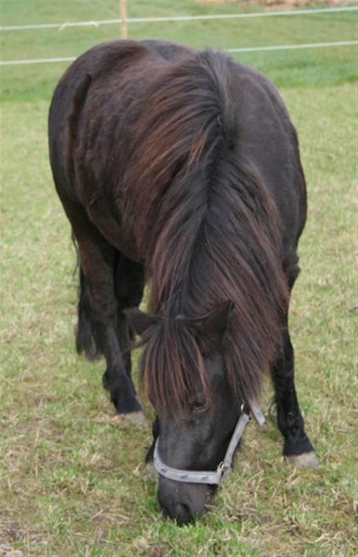 Shetlænder Møllegårdens Jedi - Atter et foldbillede (okt 07) billede 8