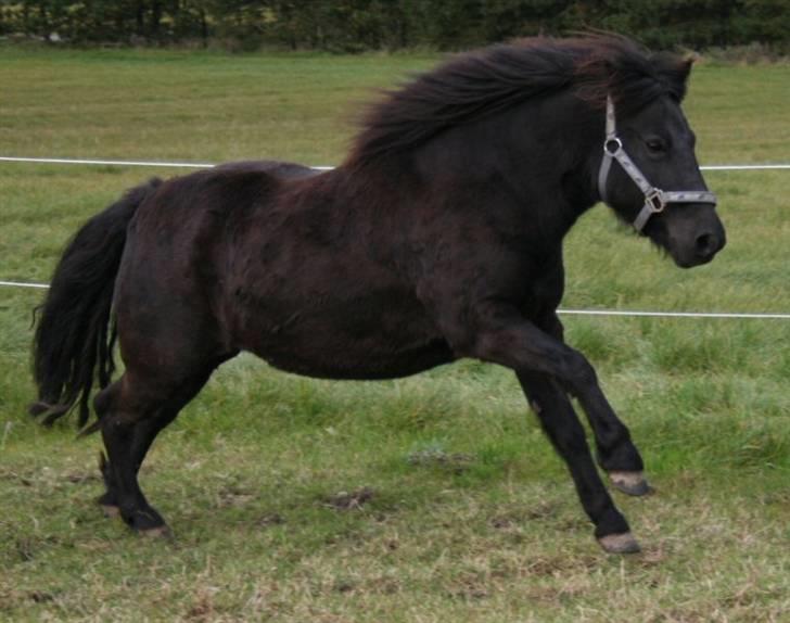 Shetlænder Møllegårdens Jedi - Fuld firspring billede 9