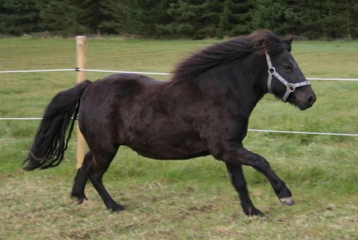 Shetlænder Møllegårdens Jedi - Galop over stok og sten (okt 07) billede 10