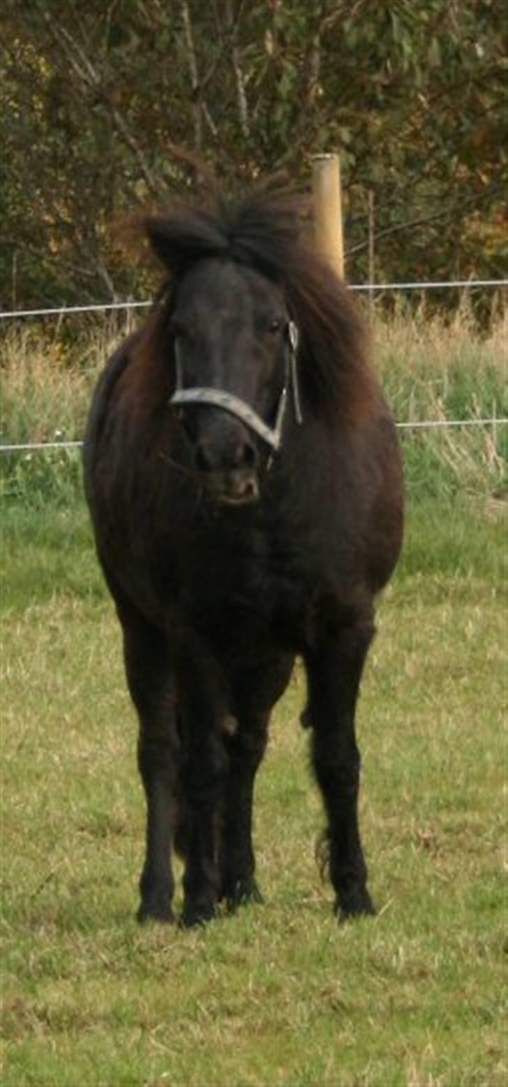 Shetlænder Møllegårdens Jedi - Vrinsk billede 11
