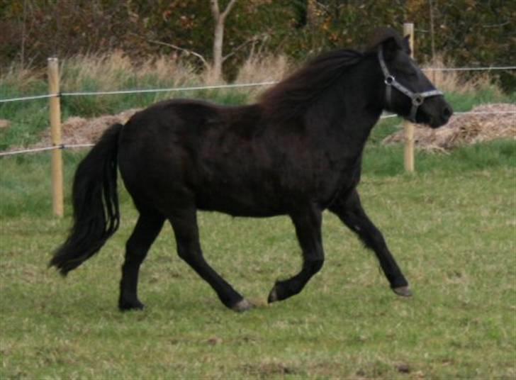 Shetlænder Møllegårdens Jedi billede 12