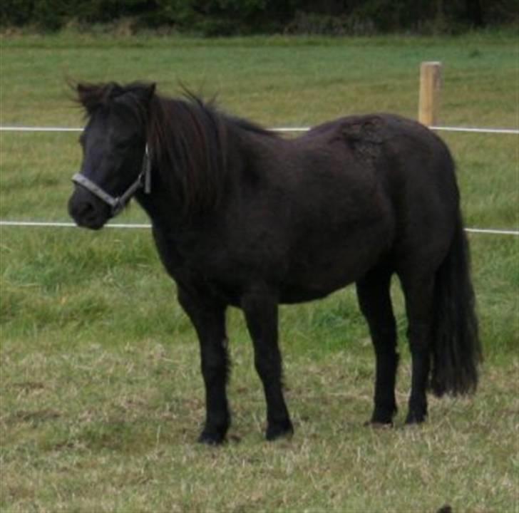 Shetlænder Møllegårdens Jedi billede 13