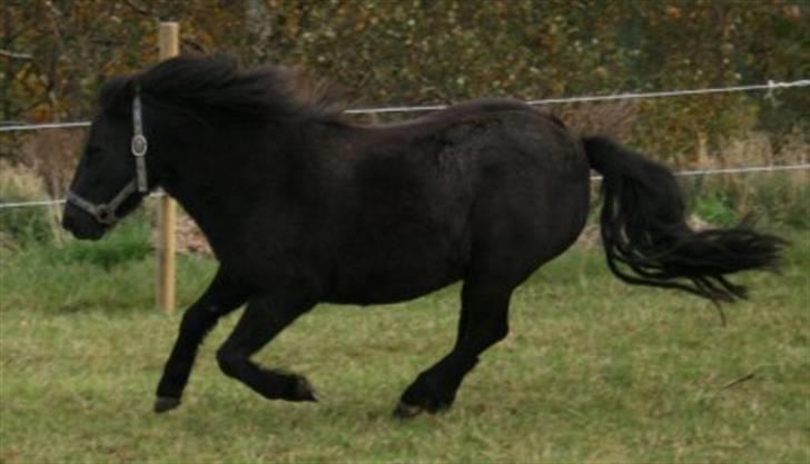 Shetlænder Møllegårdens Jedi - Godt med spræl i billede 14