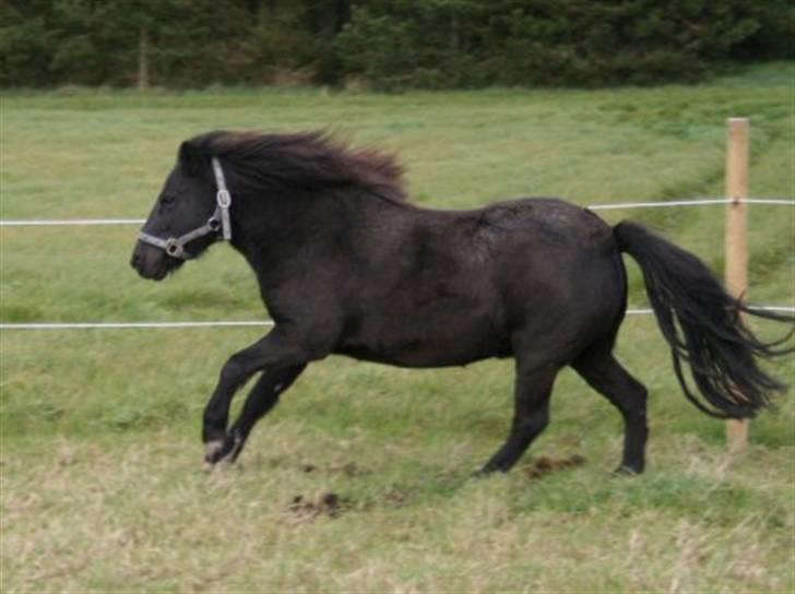 Shetlænder Møllegårdens Jedi - "I belive I can fly" billede 15