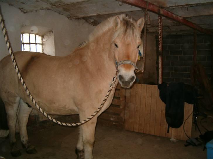 Fjordhest Duks (redet) - først skal man jo gøres pæn xD  billede 12