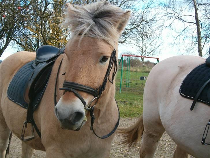 Fjordhest Duks (redet) - Tog lige en pause på tur ;D billede 13