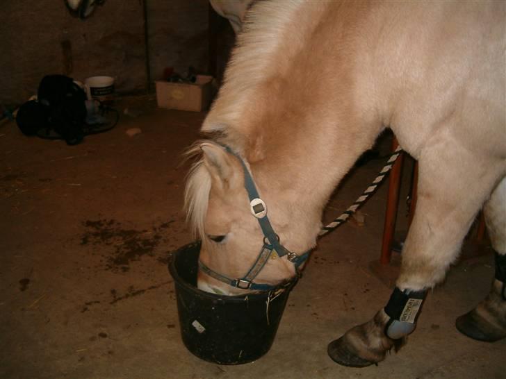 Fjordhest Duks (redet) - Vand xD hehe, han var liidt tørstig billede 14