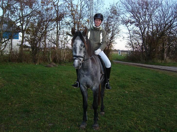 Sportsaraber (A) solgt :/   Shaki billede 13