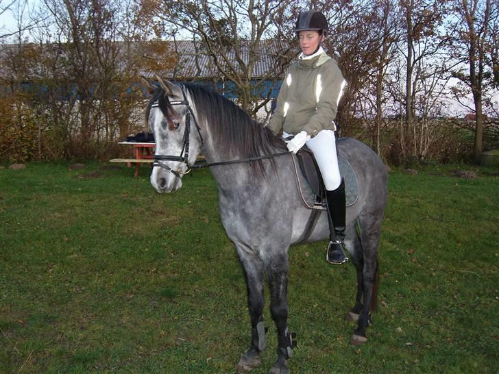 Sportsaraber (A) solgt :/   Shaki billede 14