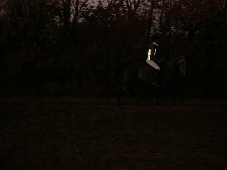 Sportsaraber (A) solgt :/   Shaki billede 16