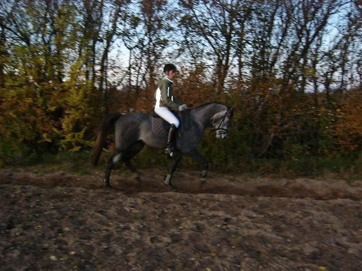 Sportsaraber (A) solgt :/   Shaki billede 17