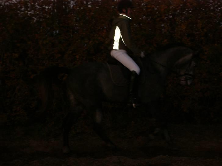 Sportsaraber (A) solgt :/   Shaki billede 18