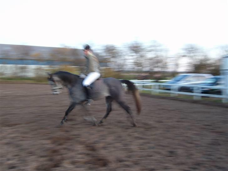 Sportsaraber (A) solgt :/   Shaki billede 19