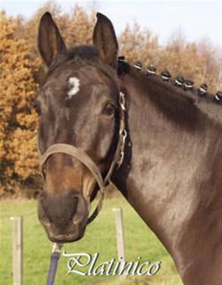 Anden særlig race Platinico billede 1