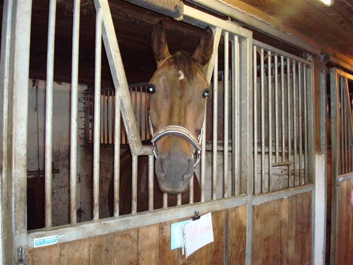 Anden særlig race Platinico billede 2