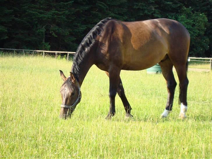 Anden særlig race Platinico billede 3